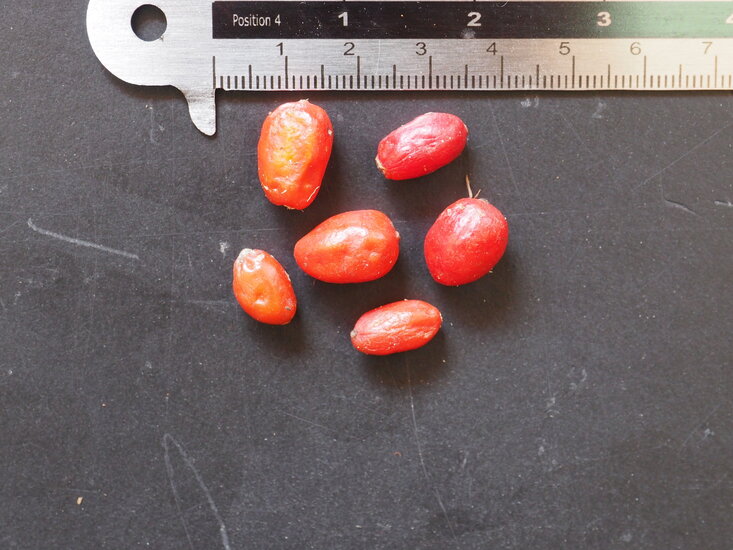 Tarnpflanze (Aglaonema pictum)