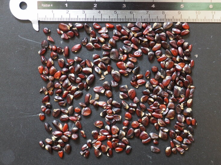 Dreibl&auml;ttrige Schokoladenranke (Akebia trifoliata)