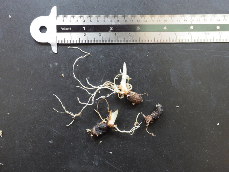 Hewitts Aronstab (Amorphophallus hewittii)