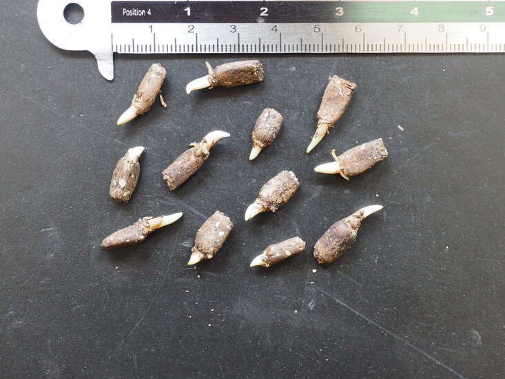 Elefantenknolle (Amorphophallus paeoniifolius)