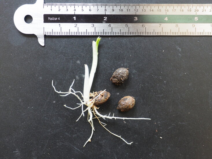 Aronstab (Amorphophallus plicatus)