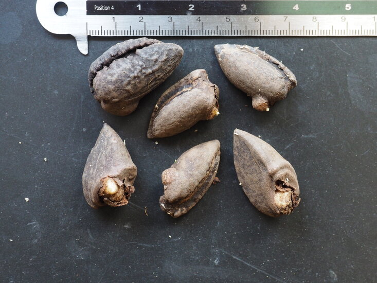 Titanenwurz (Amorphophallus titanum)