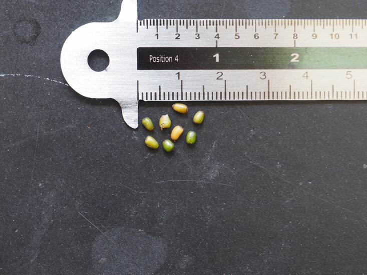 K&ouml;niginnen-Anthurium (Anthurium warocqueanum)