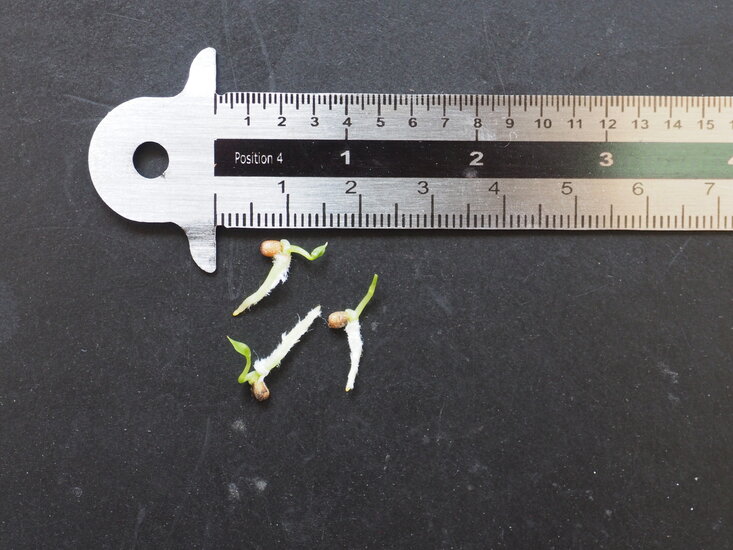 Anthurium (Anthurium willdenowii)