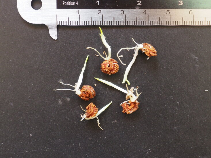 Cyrtosperma (Cyrtosperma timikense)