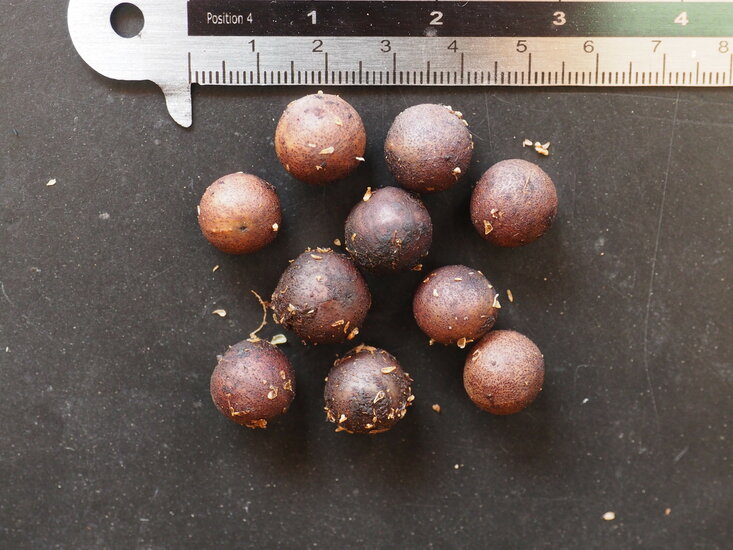 F&auml;cherpalme (Licuala sp. &#039;Kalimantan Mottled&#039;)