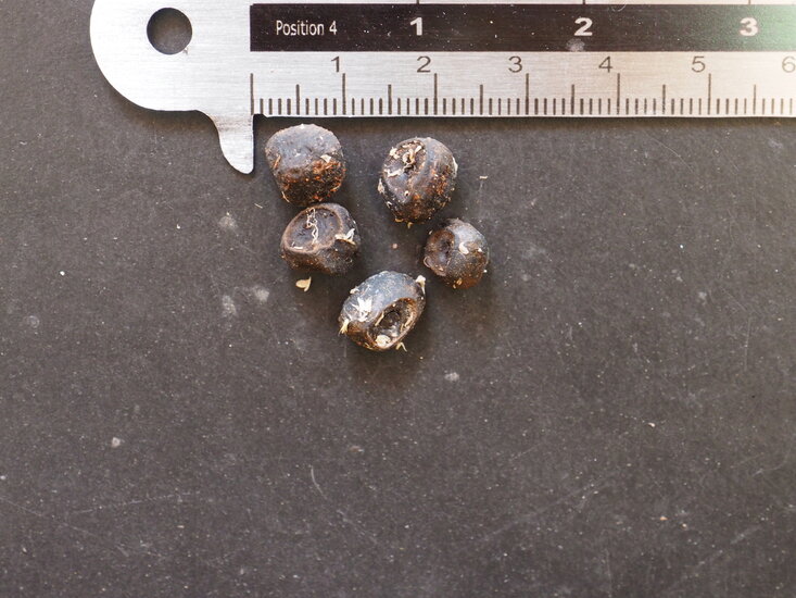 Riesenbanane (Musa ingens)