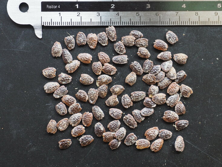 Gefl&uuml;gelte Passionsblume (Passiflora alata)