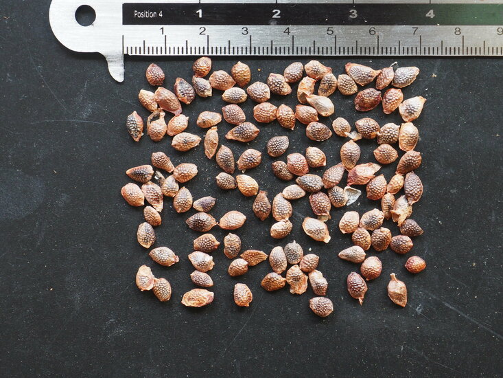 Bananadilla (Passiflora mollissima)