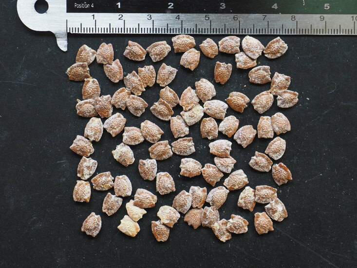 Riesenpassionsblume (Passiflora quadrangularis)