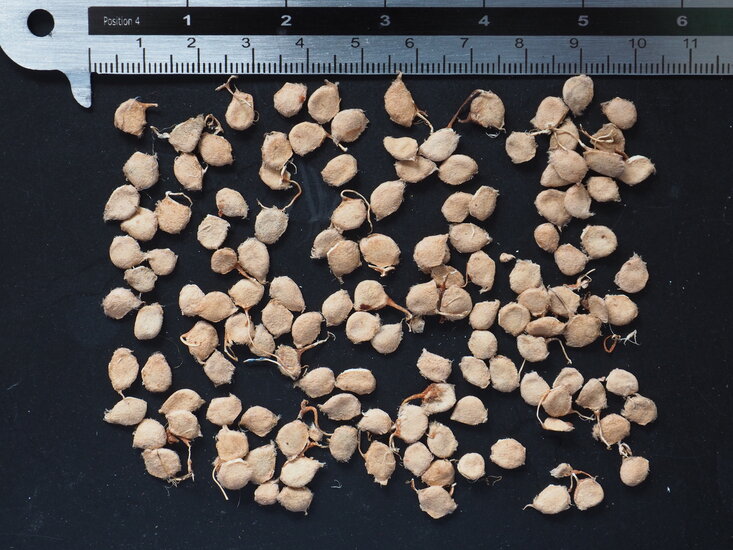 Elefantenapfel (Limonia acidissima)