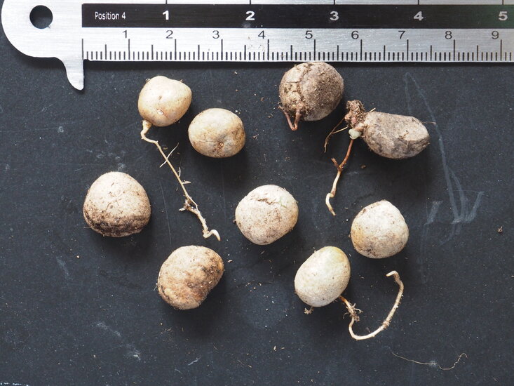 Surinamische Kirsche (Eugenia uniflora)