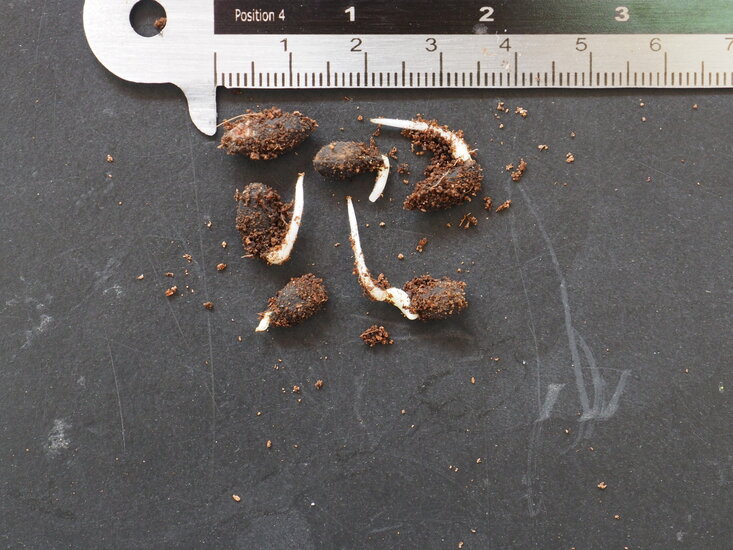 Djeroek Poeroet (Citrus hystrix)