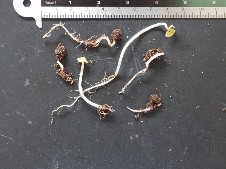 Pfauenblume (Ixora coccinea)