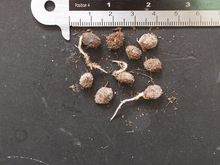 Mickey-Mouse-Pflanze (Ochna thomasiana)