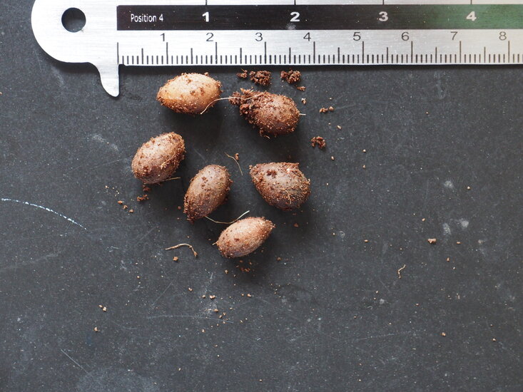 Zimtbaum (Cinnamomum zeylanicum)