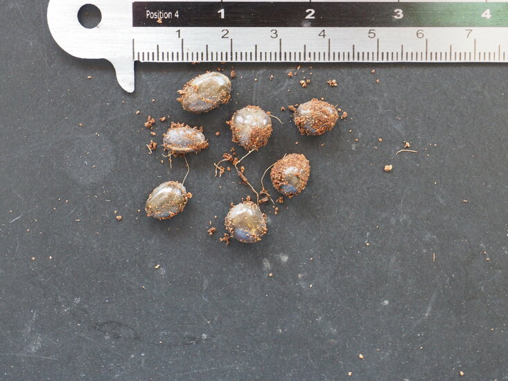 Currybaum (Murraya koenigii)