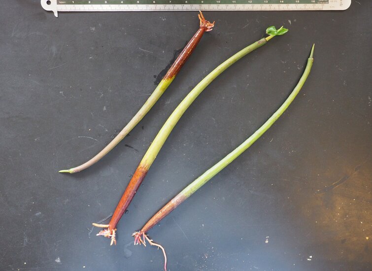 Rote Mangrove (Rhizophora mangle)