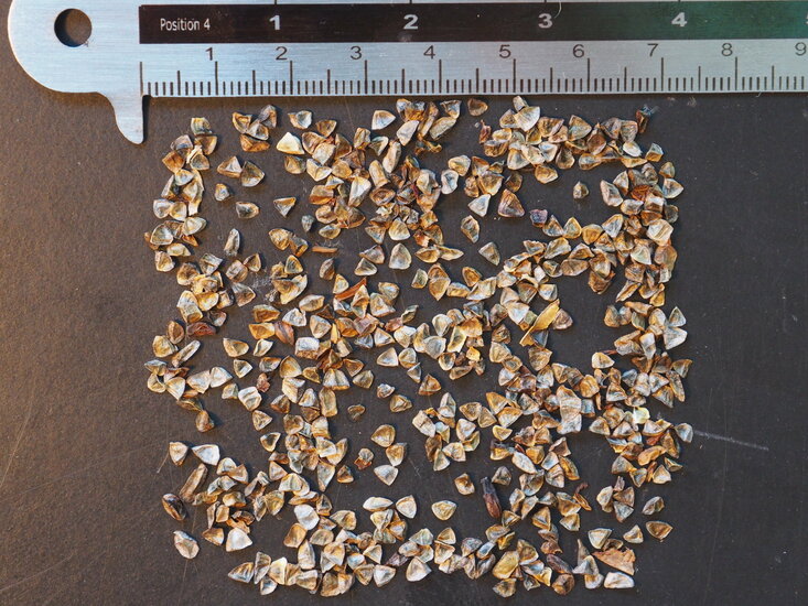 Katzenbart-Aloe (Aloe castanea)