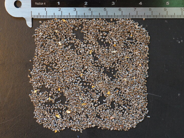 Rotgr&uuml;ner K&auml;nguruphote (Anigozanthos manglesii)