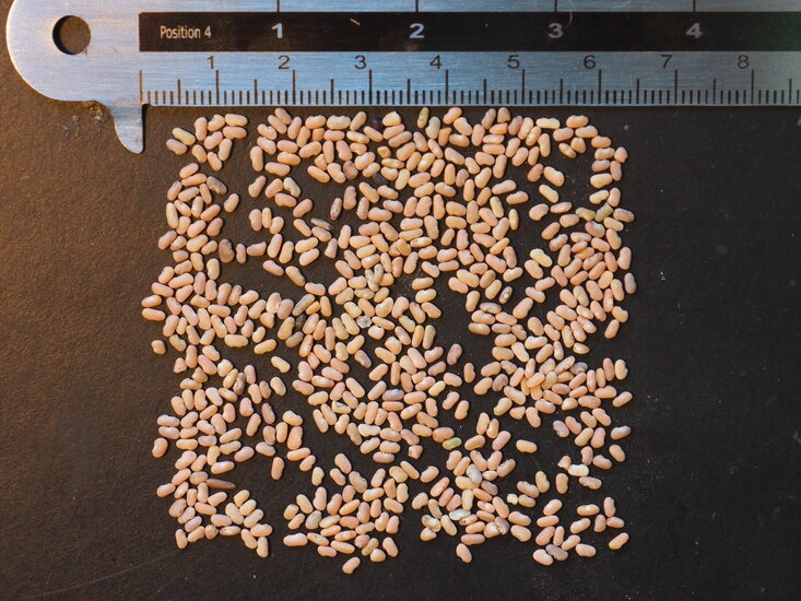 Rooibos (Aspalathus linearis)