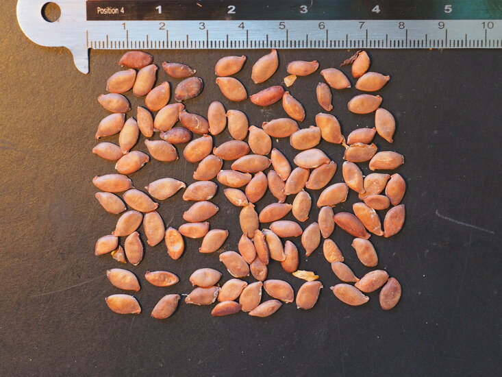 Karambole (Averrhoa carambola)