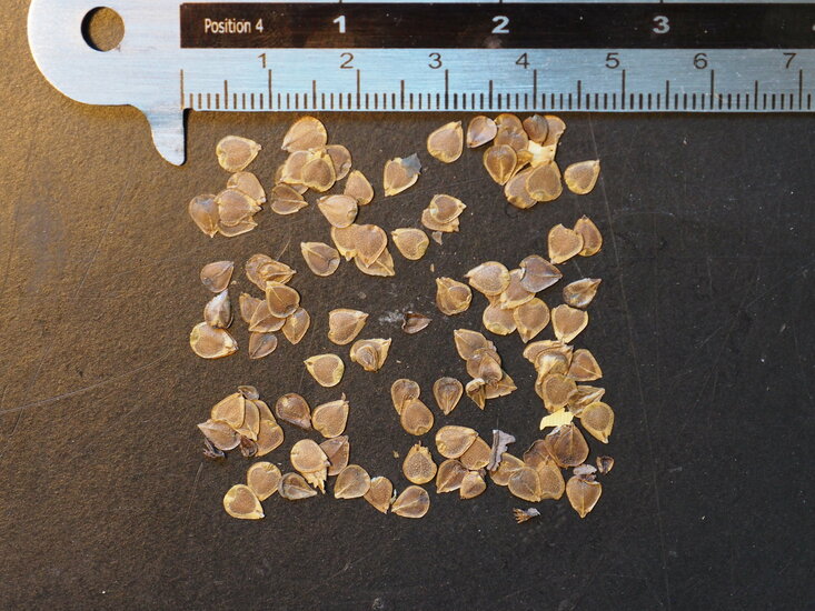 Kalichblume (Aristolochia elegans)