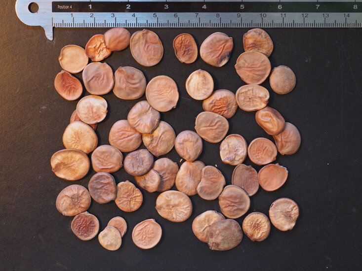 Wei&szlig;er Orchideenbaum (Bauhinia variegata &#039;candida&#039;)