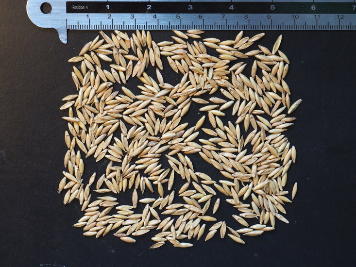 Indischer Dornenbambus (Bambusa bambos)