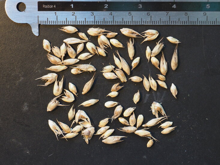 Timor-Schwarzbambus (Bambusa lako)