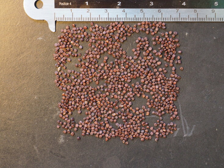 Lila Apfelbeere (Billardiera longiflora)