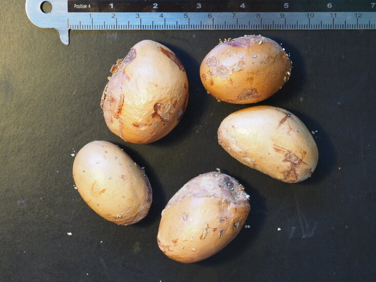 Durian (Durio zibethinus)