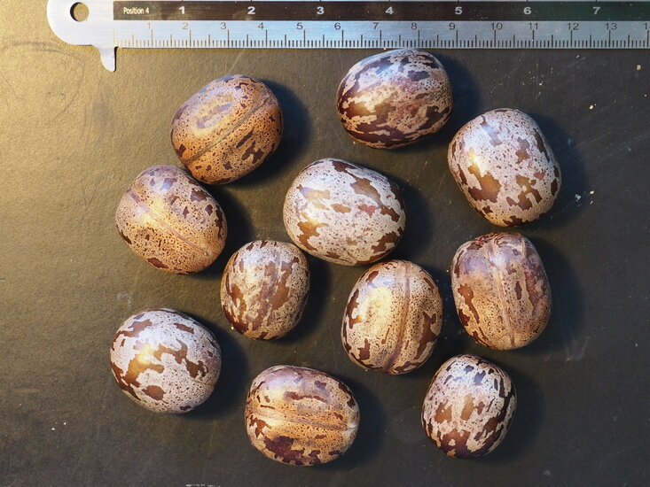 Gummibaum (Hevea brasiliensis)