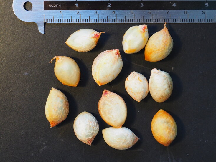 Erdnussbaum (Bunchosia argentea)