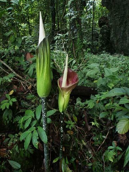 Aronstab (Amorphophallus lambii)