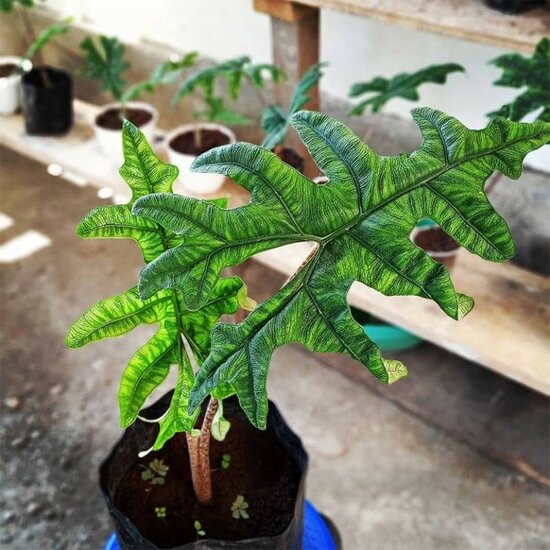 Alocasia (Alocasia sp. &#039;Tandurusa&#039;)