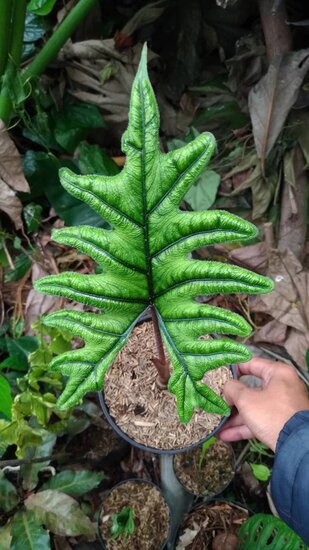 Alocasia (Alocasia sp. &#039;Tandurusa&#039;)