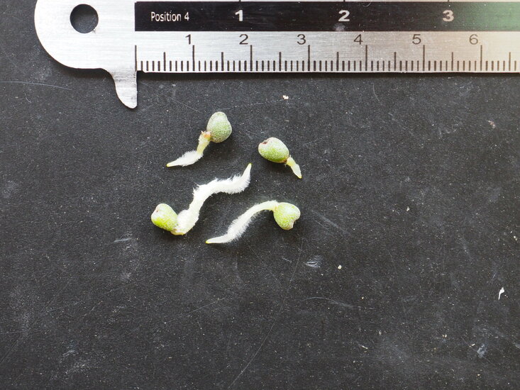 Anthurium (Anthurium magnificum)