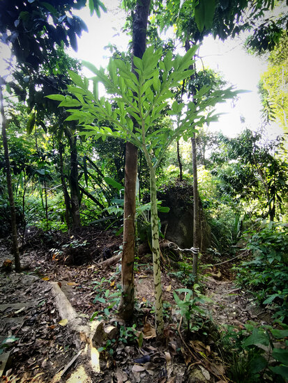 Aronstab (Amorphophallus prainii)