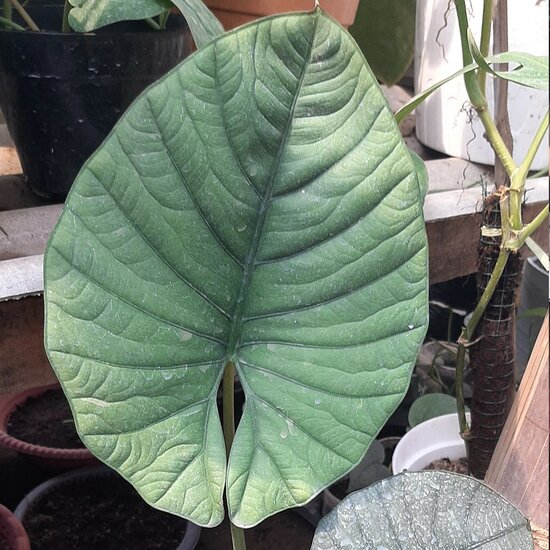 Alocasia (Alocasia reginae)