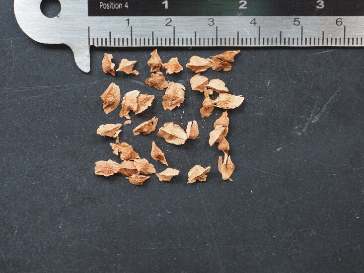 Weihrauchbaum (Boswellia sacra)