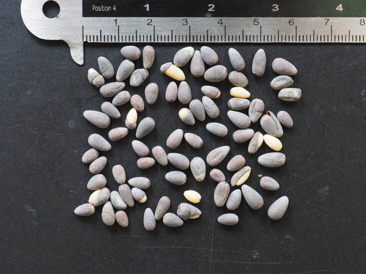 Flaschenbaum (Brachychiton rupestris)