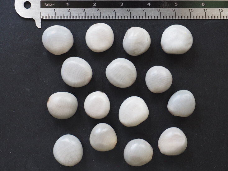 Graue Knicknuss (Caesalpinia bonduc)