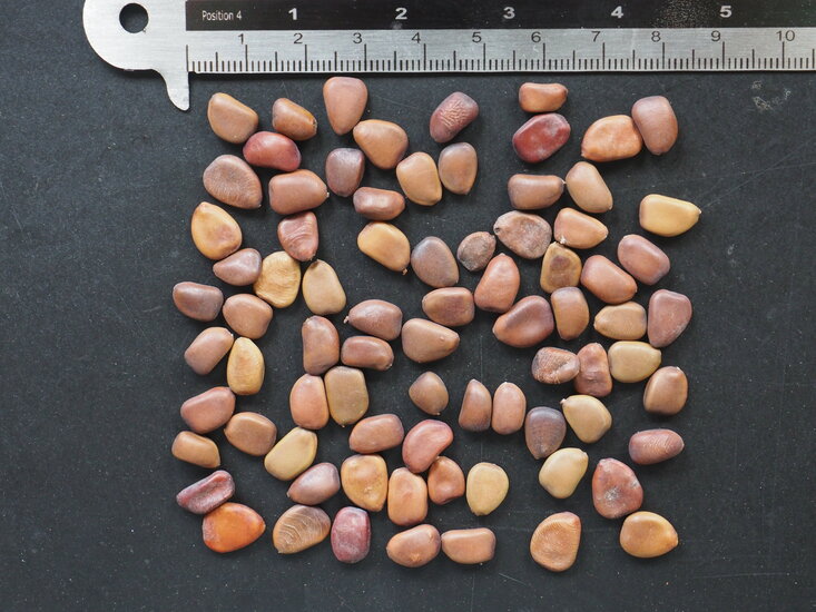 Rosa Pfauenblume (Caesalpinia pulcherrima 'Rosea')