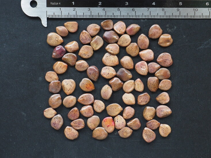 Paradiesvogelstrauch (Caesalpinia gilliesii)