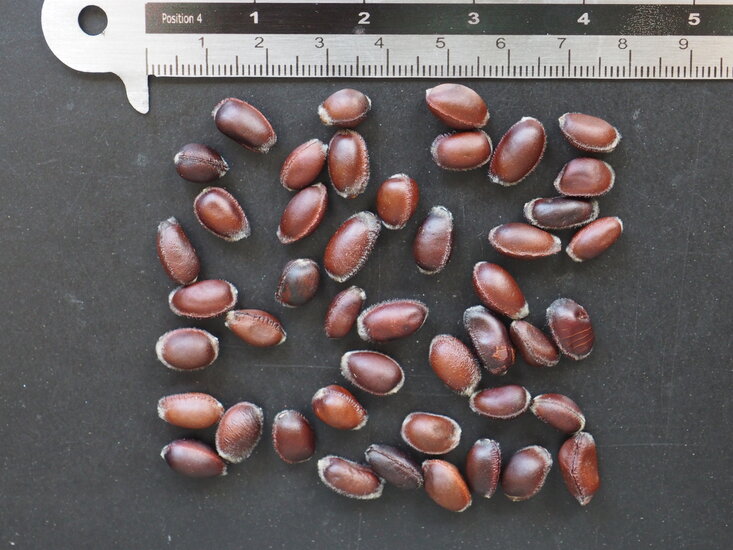 Gew&uuml;rzstrauch (Calycanthus floridus)