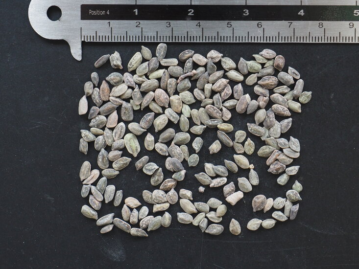 Feentuch (Calliandra eriophylla)