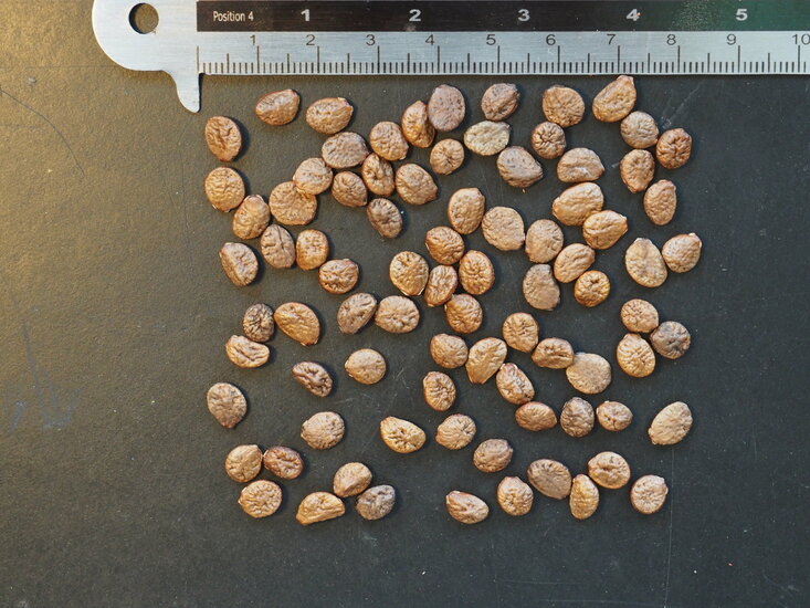 Ylang-Ylang (Cananga odorata)