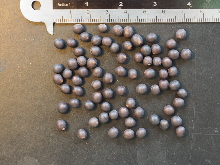 Indisches Blumenrohr (Canna indica)