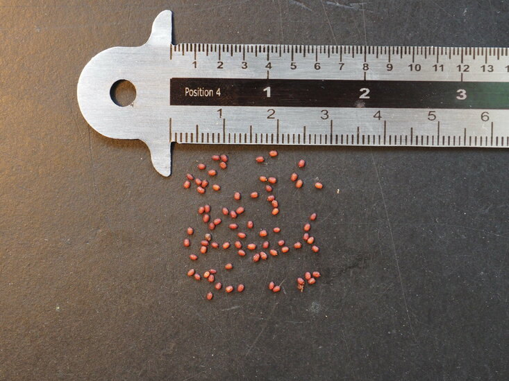 Kanarische Glockenblume (Canarina canariensis)